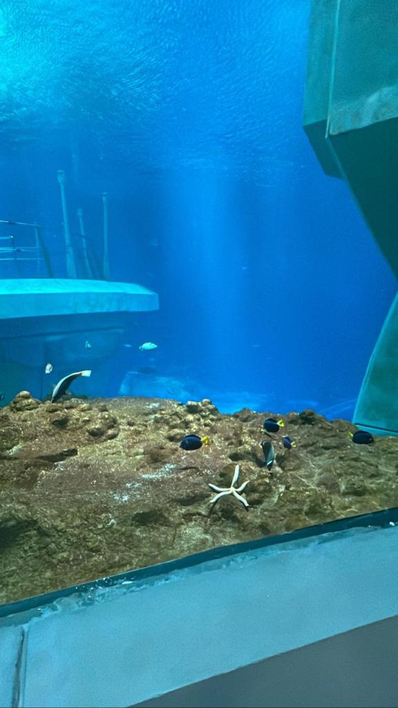 a starfish tank, with a couple star fish.