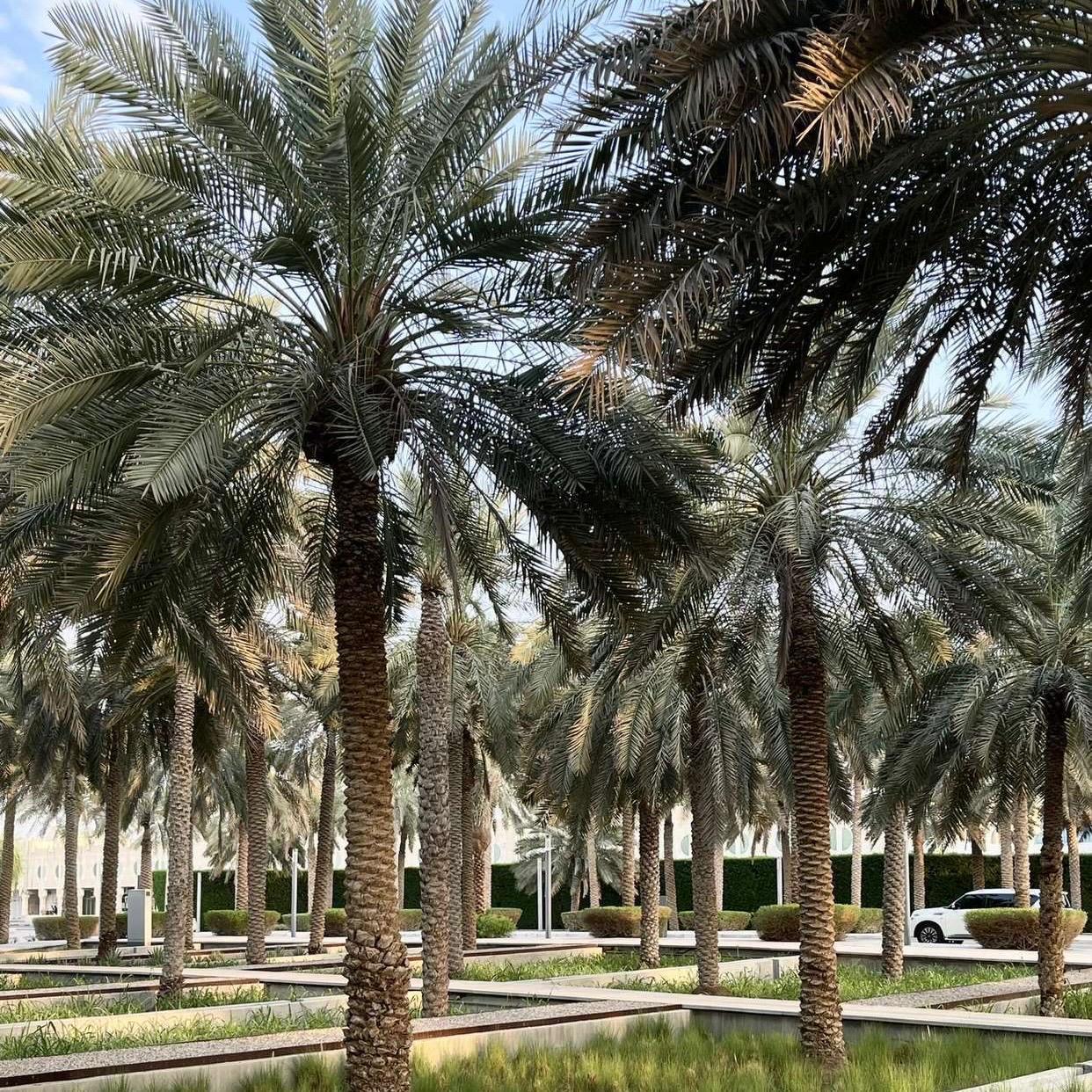 A lot of palm trees in Qasr Al Muwaij and around an instagrammable café in Abu Dhabi, called Bayn café. There is also a white car between the trees.